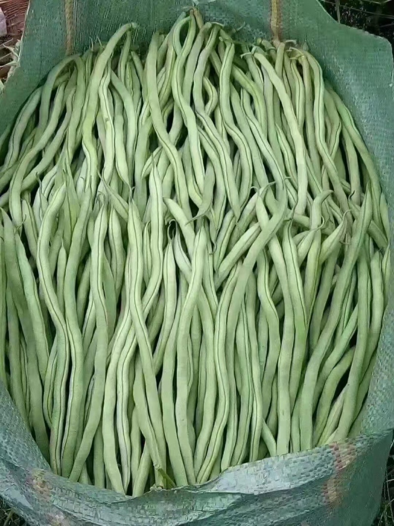 精品无筋豆，大量现货条形好，翠绿无虫眼，量大质优全国发货