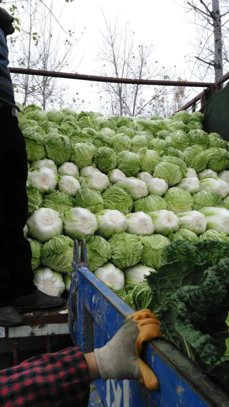 精品青杂三号白菜，菜农精心采摘发货，保质保量装车发货