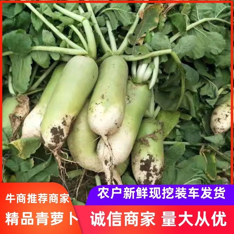 精品河南青萝卜万亩蔬菜基地直供量大从优可视频看货