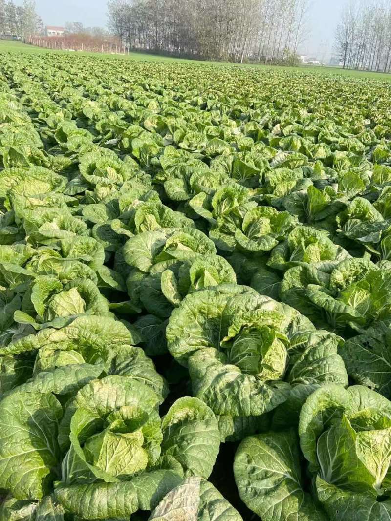 白菜河南基地精品大白菜现摘现发价格优惠对接全国客户