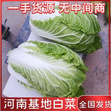 白菜河南基地精品大白菜现摘现发价格优惠对接全国客户