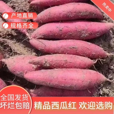 【红薯】西瓜红瓜形好无沟眼价格合理量大从优