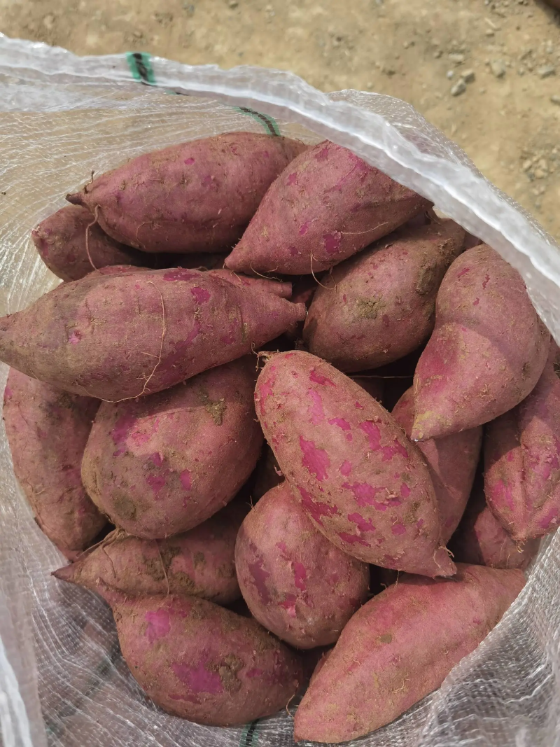 山东精品紫罗兰蜜薯，基地新鲜现挖现发，保质保量，欢迎下单