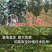甜柿子苗，迎风甜柿子苗，规格品种齐全现挖现发