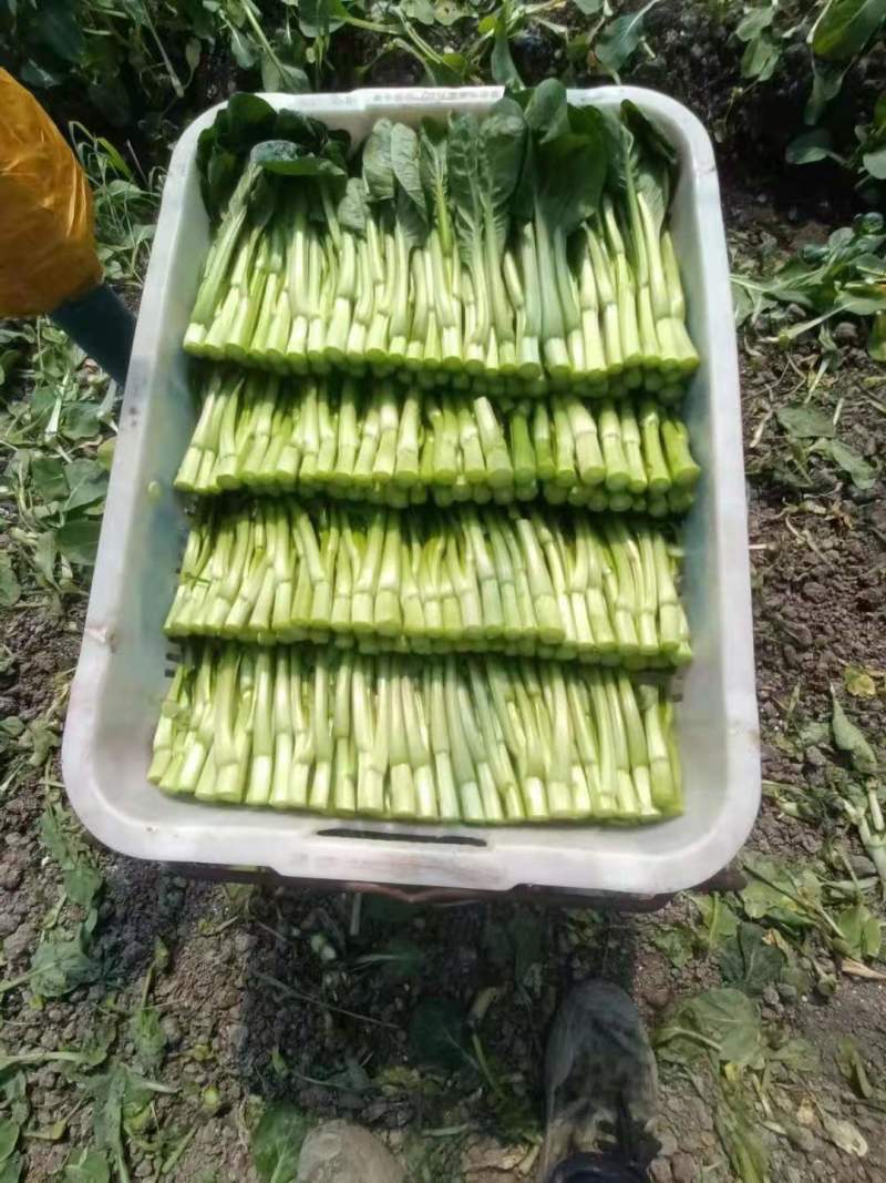 热卖！湖北武汉菜苔一手货源产地直发可视频看货欢迎选购