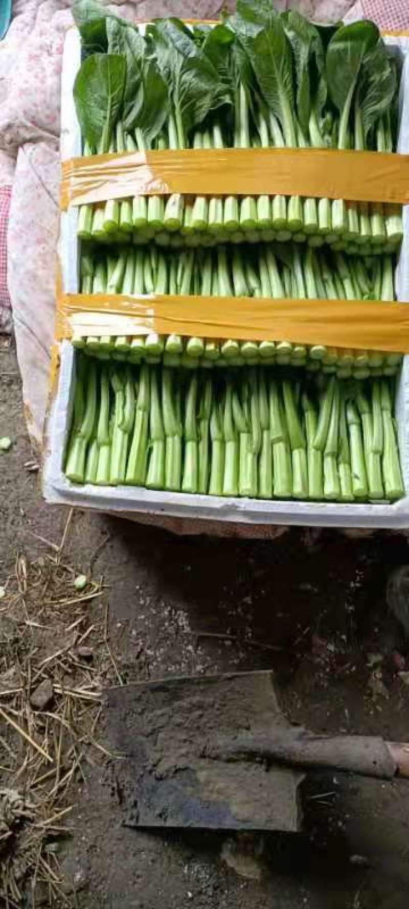 热卖！湖北武汉菜苔一手货源产地直发可视频看货欢迎选购