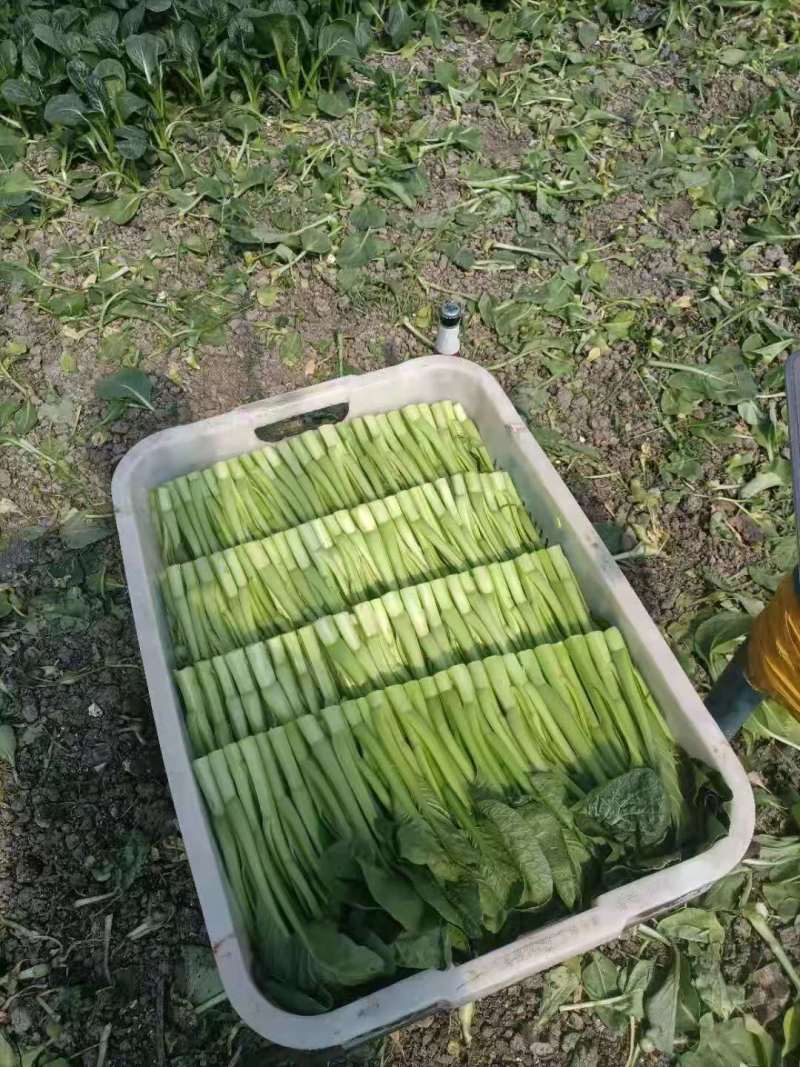 热卖！湖北武汉菜苔一手货源产地直发可视频看货欢迎选购