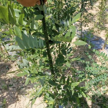 【包存活】山西国槐苗，一年生，两年生自家基地，现挖现发