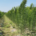 【包存活】山西国槐苗，一年生，两年生自家基地，现挖现发