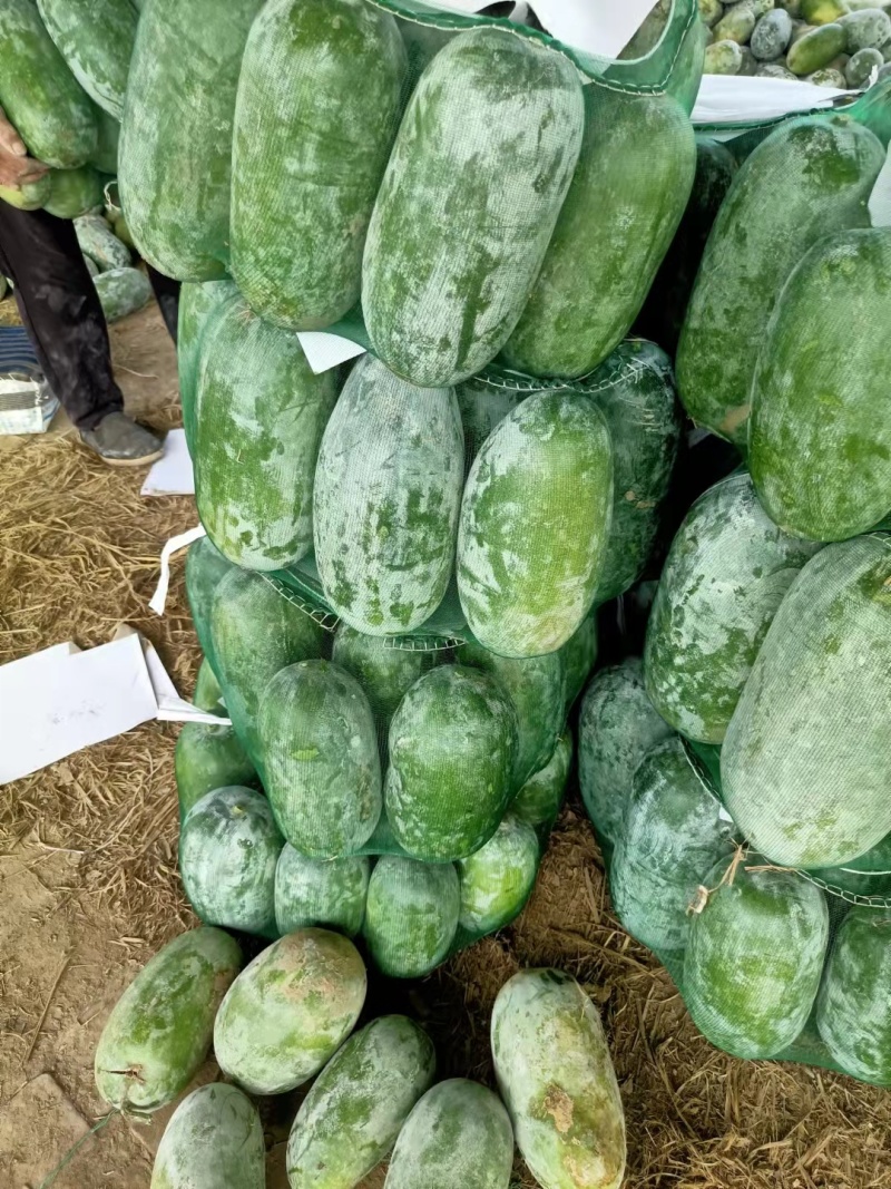 河北冬瓜水果冬瓜小冬瓜耐运输个头均匀量大从优