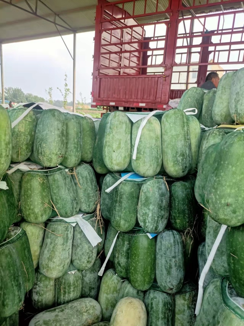 河北冬瓜水果冬瓜小冬瓜耐运输个头均匀量大从优