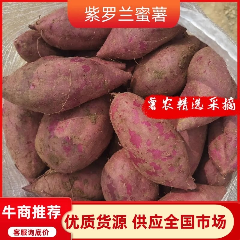 山东精品紫罗兰蜜薯，基地新鲜现挖现发，保质保量，欢迎下单