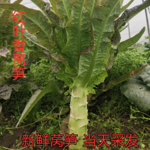 莴苣红叶莴笋毛货，50cm～60cm，个头均匀现货直发