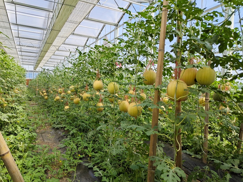 黄皮黄肉礼品小西瓜黄妃西瓜种子豫艺种业厂家直销