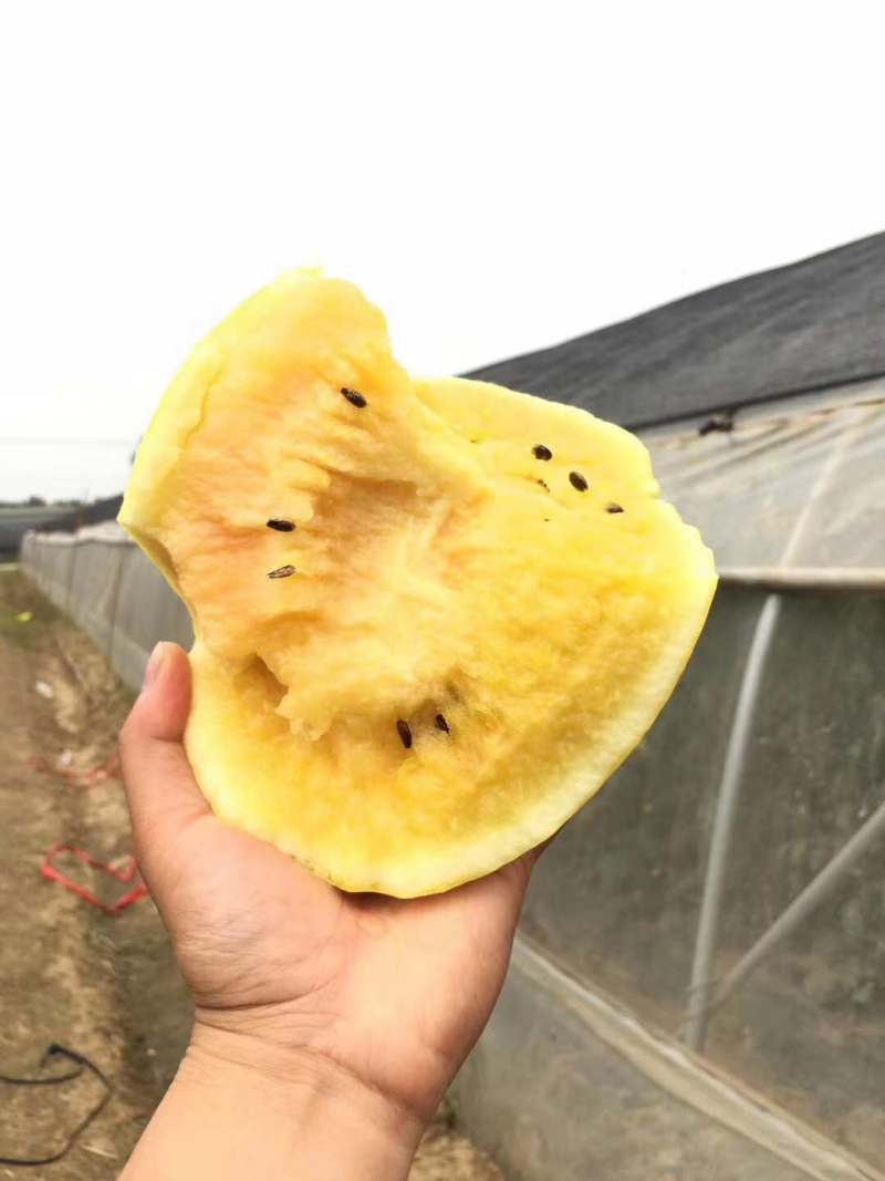 黄皮黄肉礼品小西瓜黄妃西瓜种子豫艺种业厂家直销