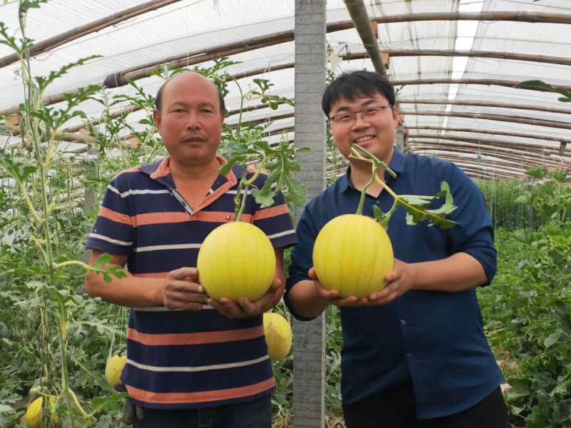 黄皮黄肉礼品小西瓜黄妃西瓜种子豫艺种业厂家直销