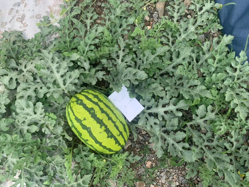 华之秀916西瓜种子双红金城五类型露地压砂西瓜种子豫艺种