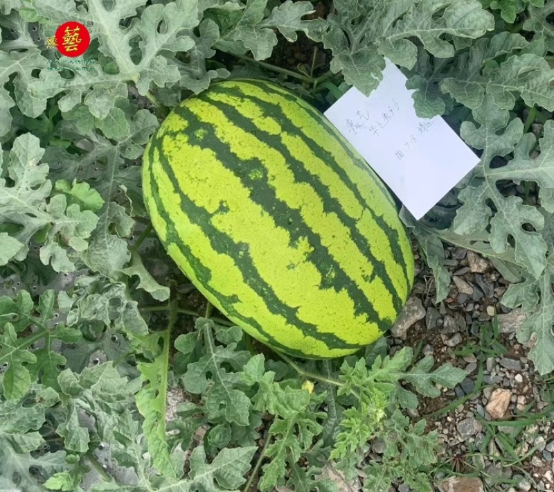 华之秀916西瓜种子双红金城五类型露地压砂西瓜种子豫艺种