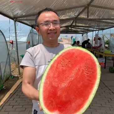 华之秀916西瓜种子双红金城五类型露地压砂西瓜种子豫艺种