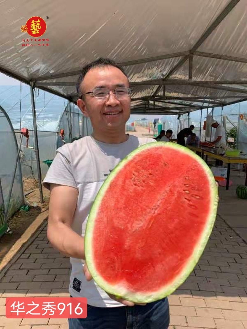 华之秀916西瓜种子双红金城五类型露地压砂西瓜种子豫艺种