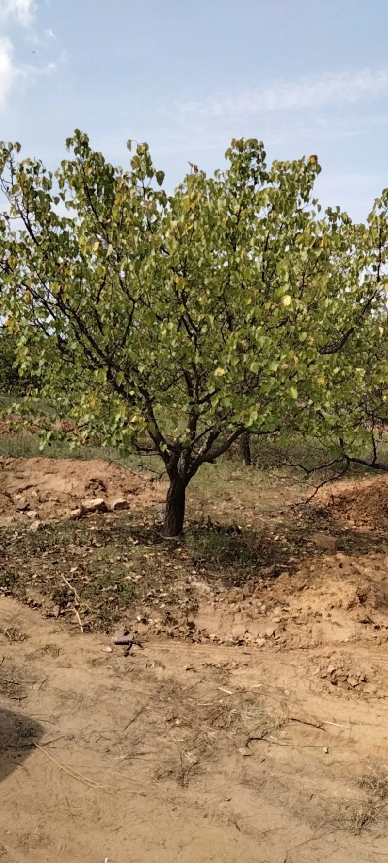 杏树山东杏树绿化占地工程苗苗圃直供货量充足规格齐全