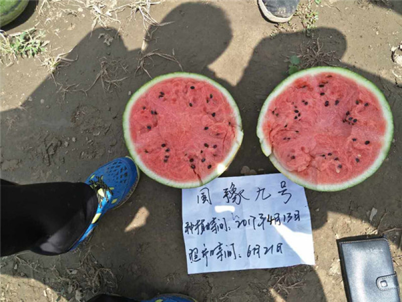 国豫九号京欣类型西瓜种子大红瓤早熟品质好豫艺种业厂家直销