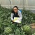 国豫九号京欣类型西瓜种子大红瓤早熟品质好豫艺种业厂家直销