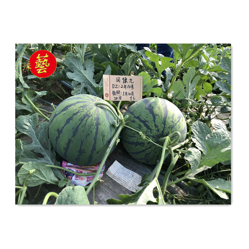 国豫九号京欣类型西瓜种子大红瓤早熟品质好豫艺种业厂家直销