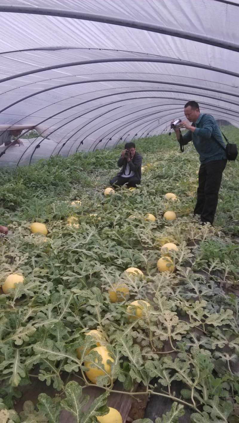 黄皮红肉西瓜种子黄金三号品质好大红瓤豫艺种业厂家直销