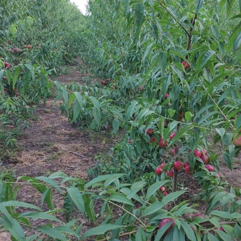 珍珠枣油桃苗奇迹果现挖现发