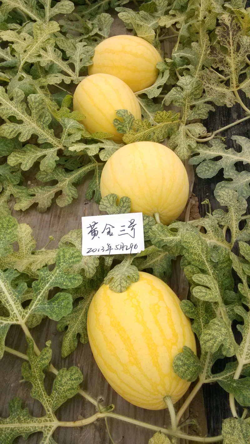 黄皮红肉西瓜种子黄金三号品质好大红瓤豫艺种业厂家直销