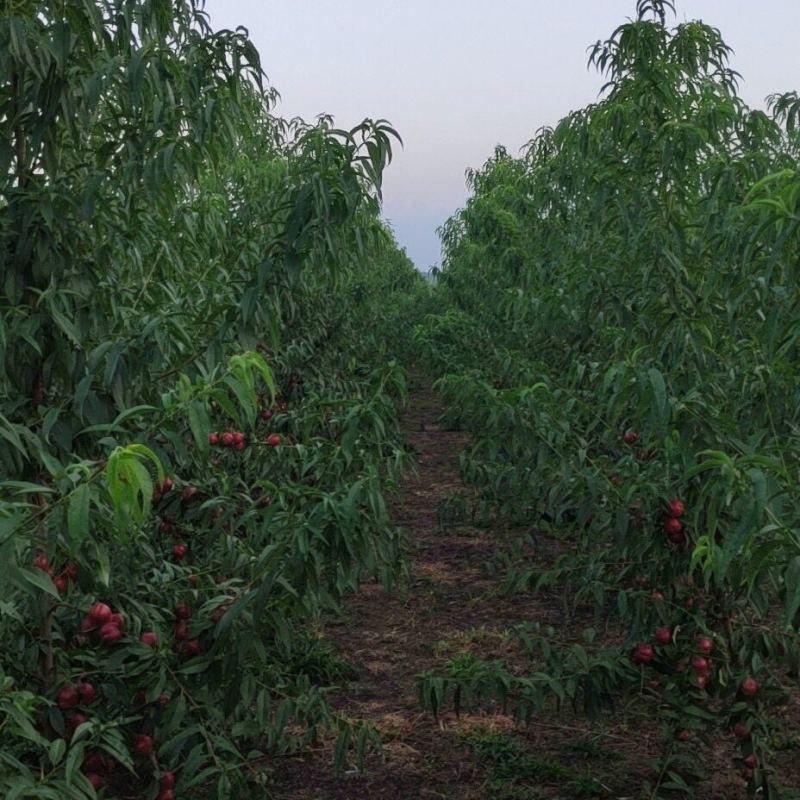 珍珠枣油桃苗奇迹果现挖现发