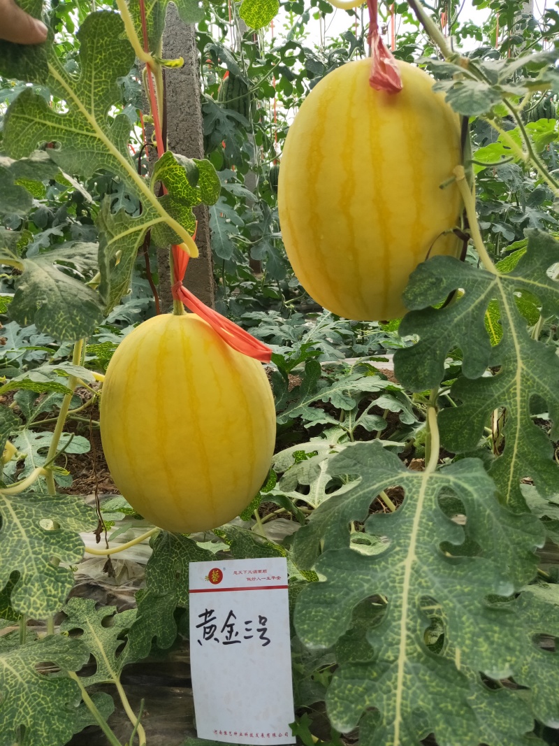 黄皮红肉西瓜种子黄金三号品质好大红瓤豫艺种业厂家直销