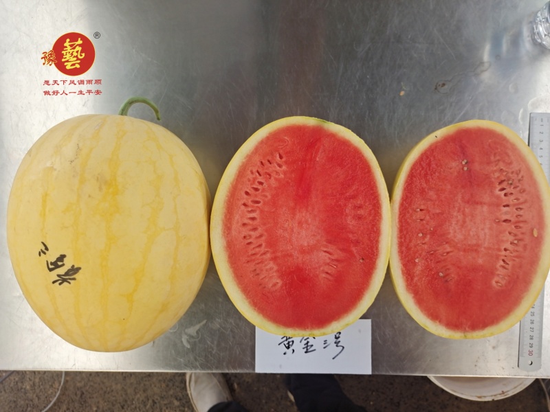 黄皮红肉西瓜种子黄金三号品质好大红瓤豫艺种业厂家直销