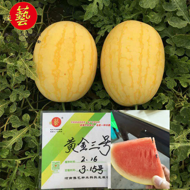 黄皮红肉西瓜种子黄金三号品质好大红瓤豫艺种业厂家直销