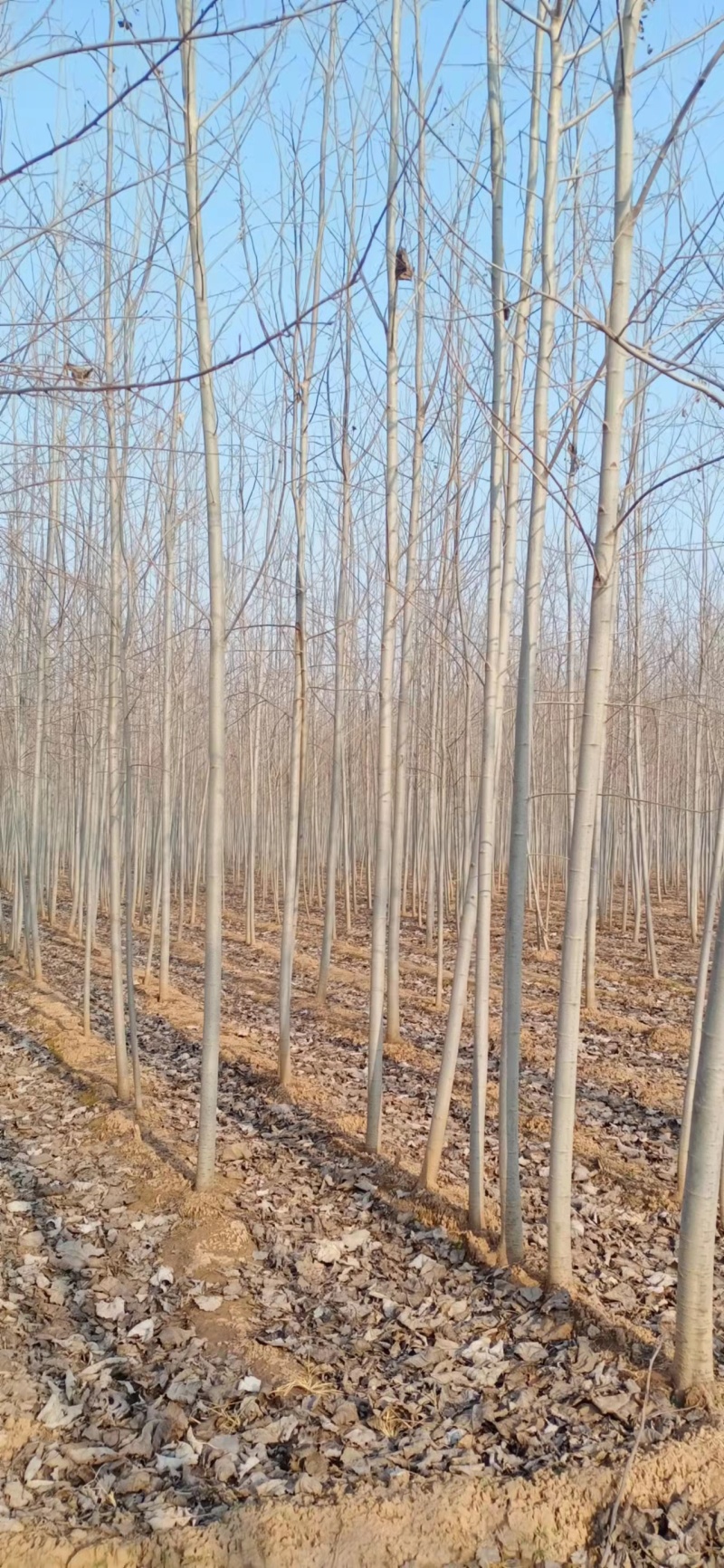 山东聊城杨树苗大量供应中产地直发可视频看货价格便宜