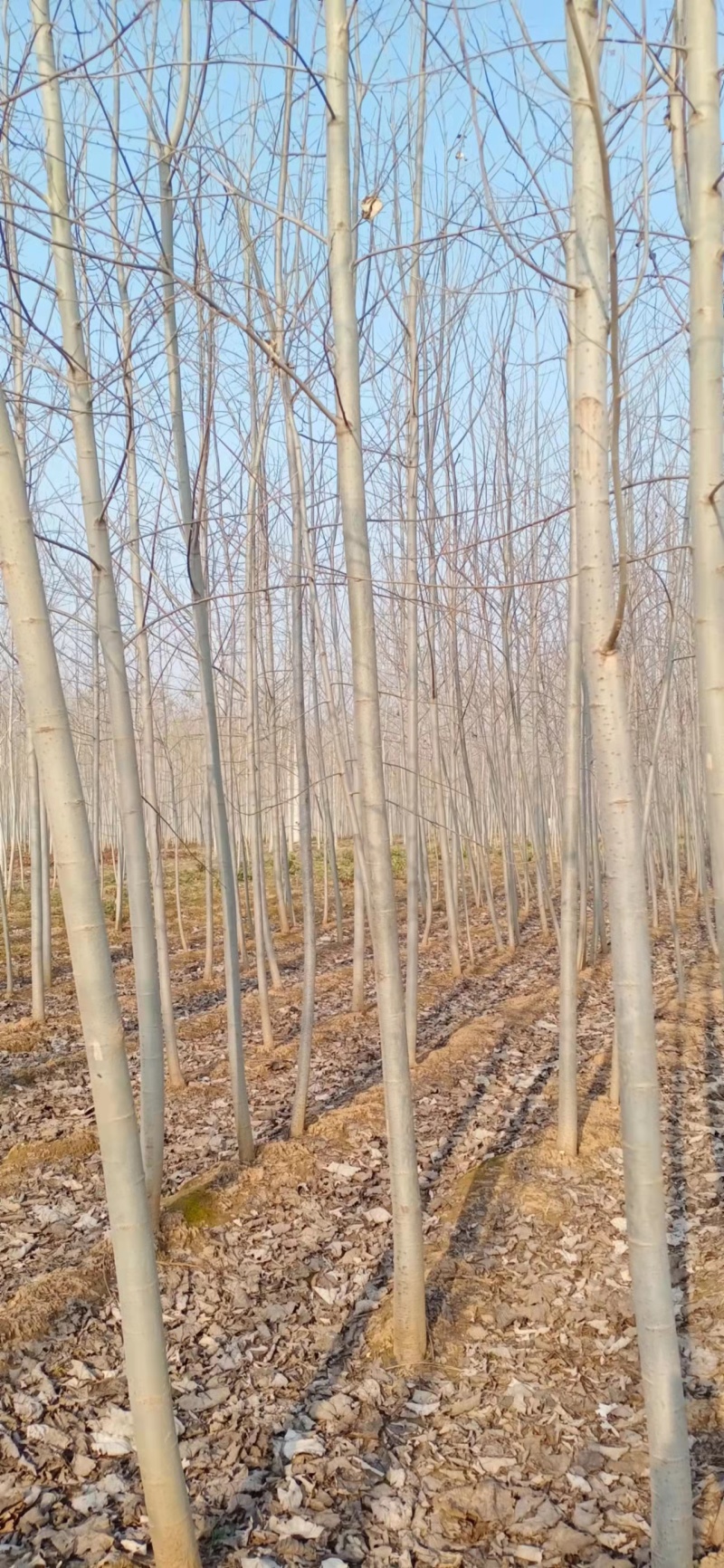 山东聊城杨树苗大量供应中产地直发可视频看货价格便宜