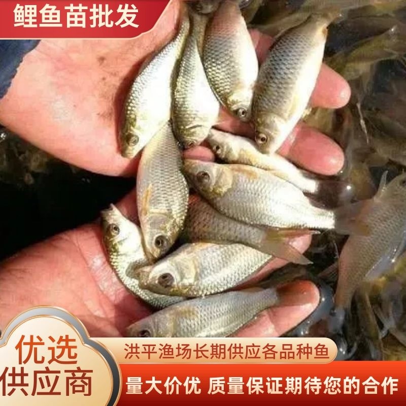 鲤鱼苗规格齐全品质保证可送货上门长势快