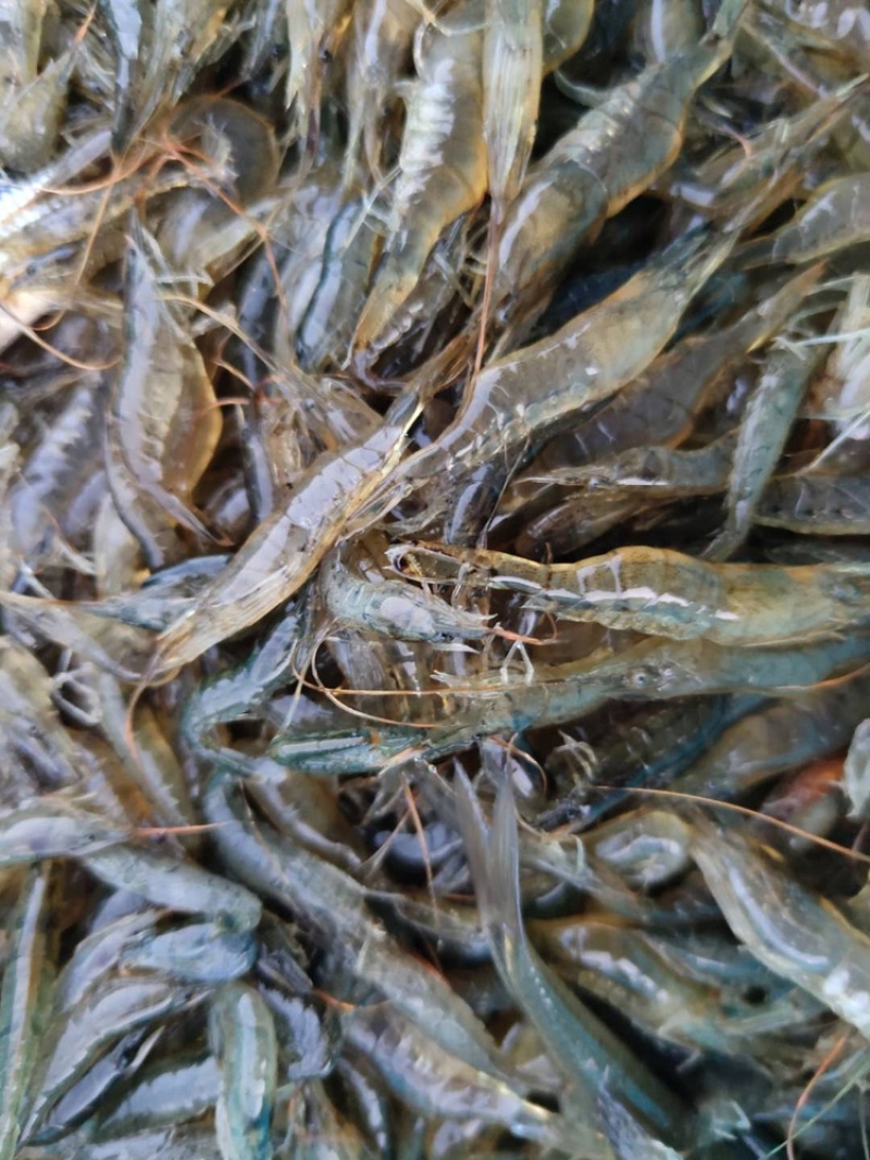 李芹活鱼6斤一包批发淡水小河虾一斤800只一手货源