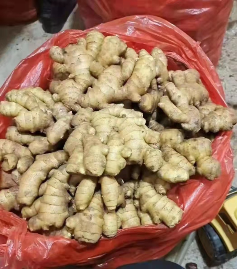 生姜产地批发大黄姜一手货源，品质优良，支持全国各地发货