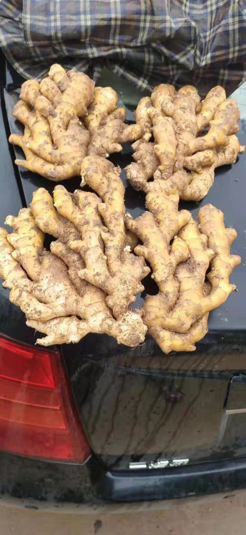 生姜产地批发大黄姜一手货源，品质优良，支持全国各地发货