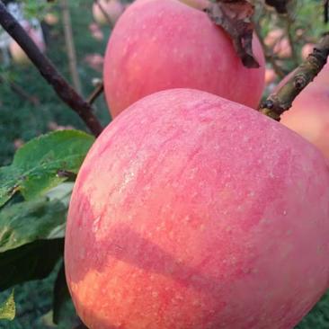 红富士苹果大量出售，产地批发，一手货源，支持全国发货