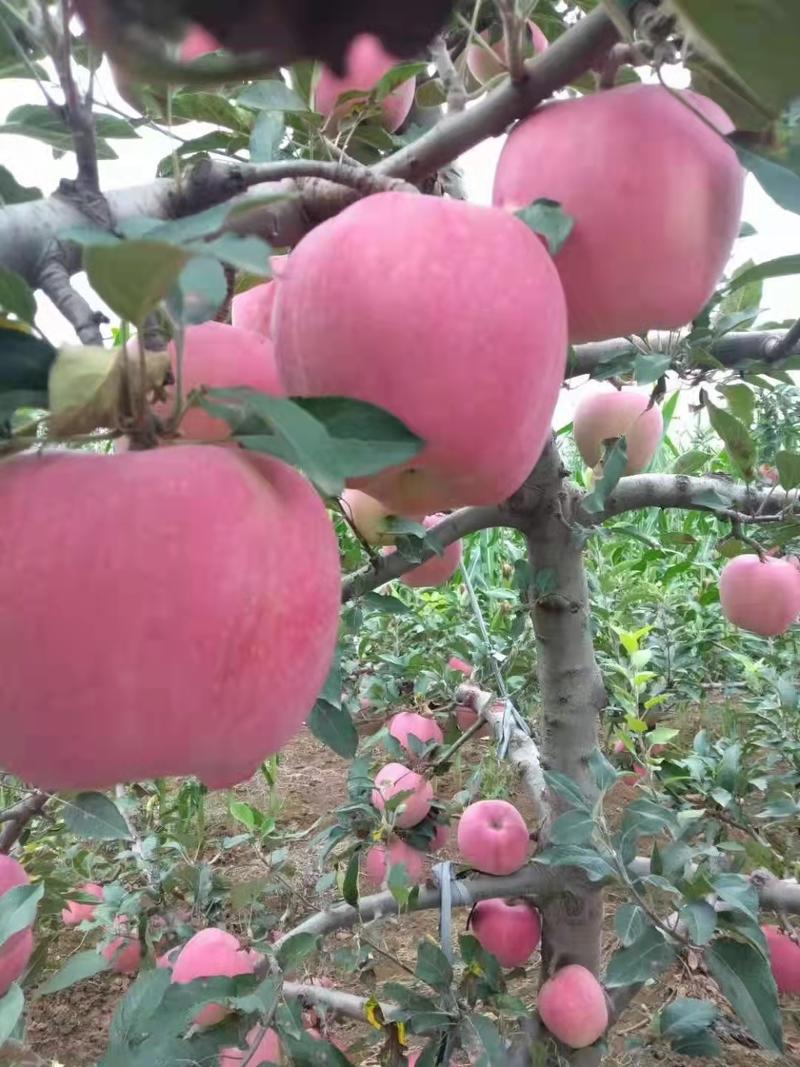 红富士苹果大量出售，产地批发，一手货源，支持全国发货