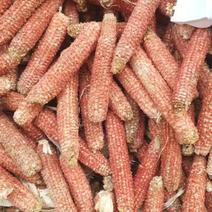优质食用菌玉米芯货量充足质量保证欢迎咨询选购！！！