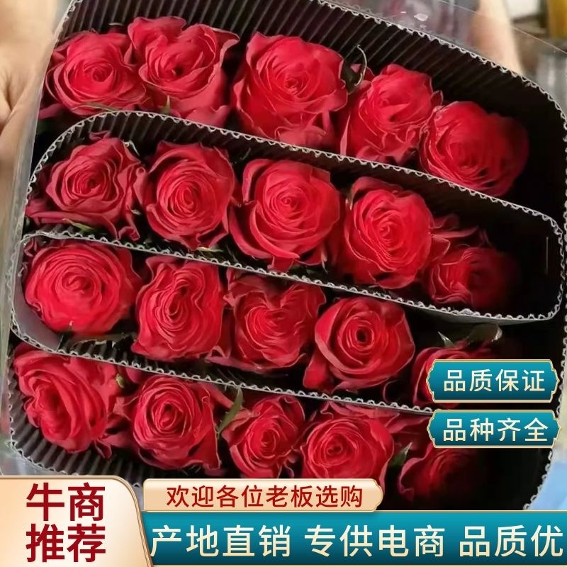 云南斗南基地直供玫瑰鲜切花，多头、单头等