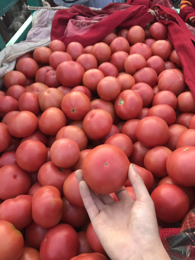 河北邯郸西红柿大量上市