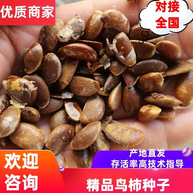 鸟柿子种子，野柿子种子，柿子种子***********
