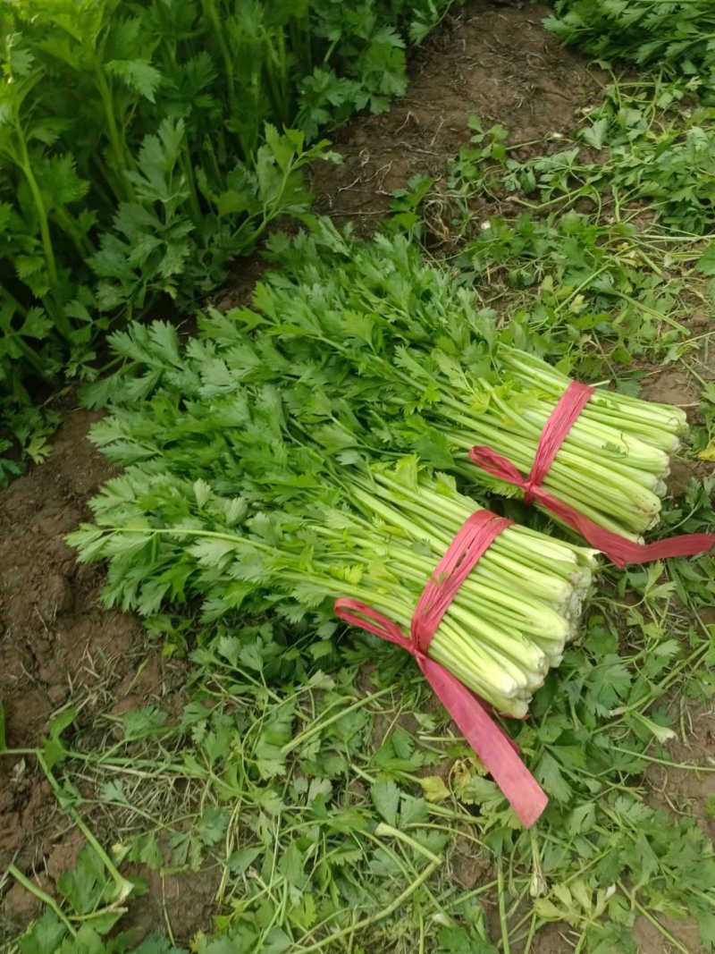 皇妃芹菜大棚芹菜规格齐全量大从优欢迎新老客户联系