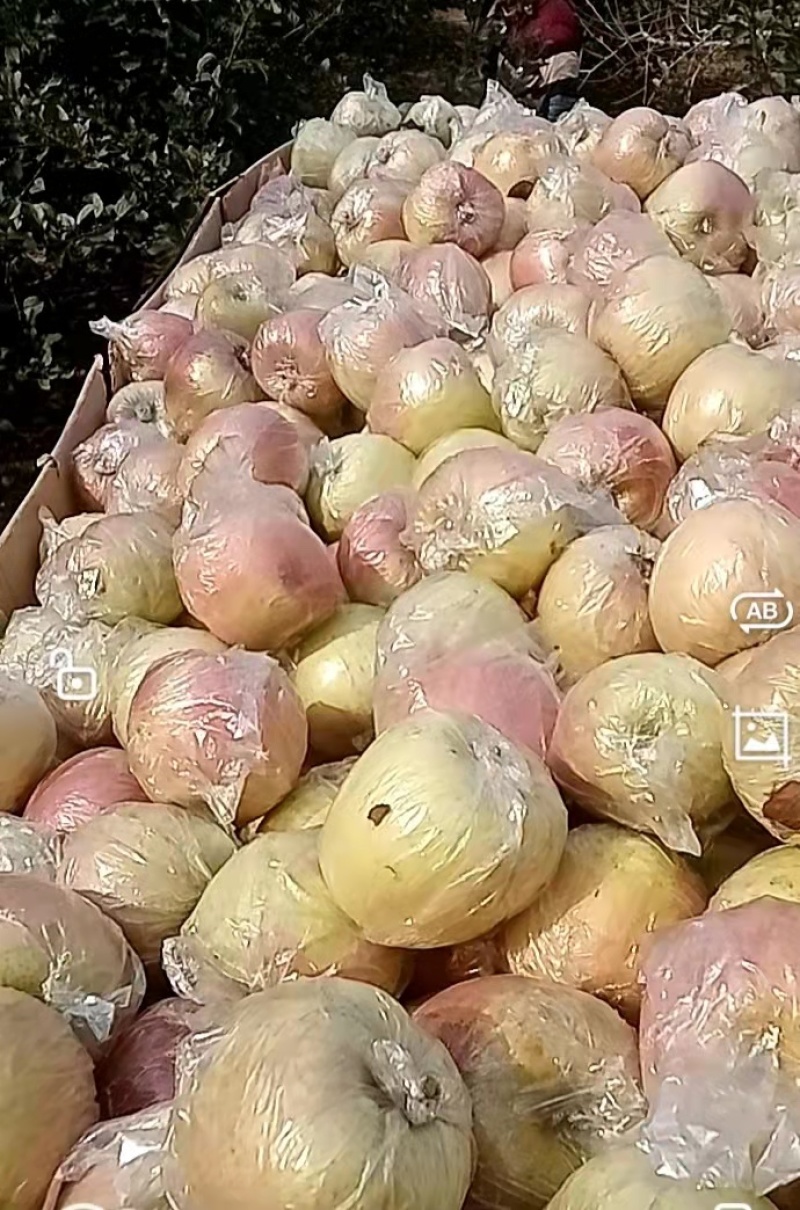 山东红富士苹果产地，货源充足量大从优诚信合作