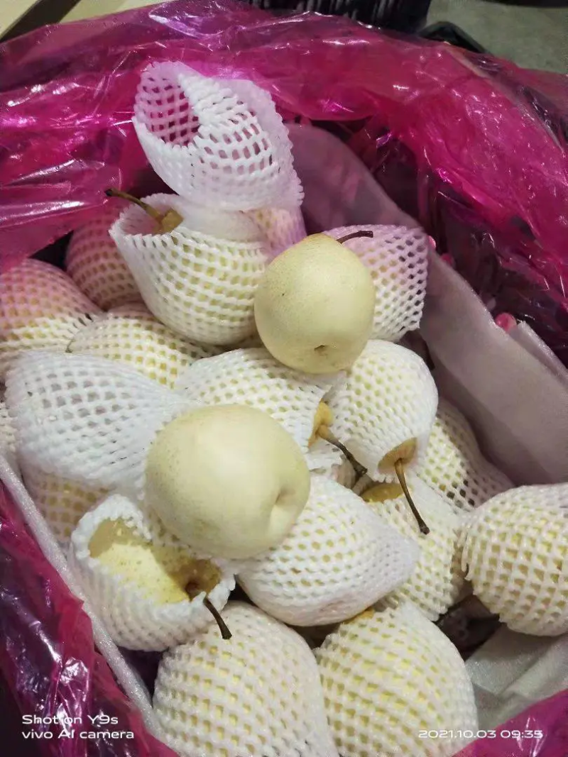 鸭梨，冠县大鸭梨产地直发，对接各大市场，各大平台等。